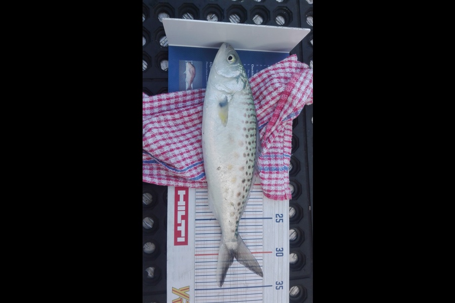 Marisa Andrews caught this 30.0cm Kahawai at wellington harbour during The Hirepool Baitmates Fishing Comp